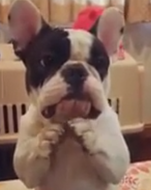 This dog says "pweeze" without uttering a single "woof".