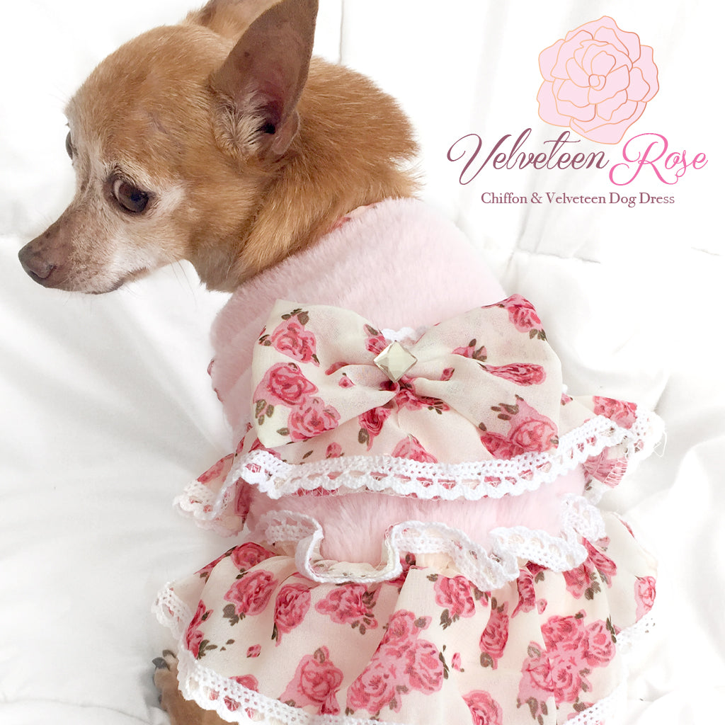 Velveteen Rose Chiffon Ruffled Dog Dress