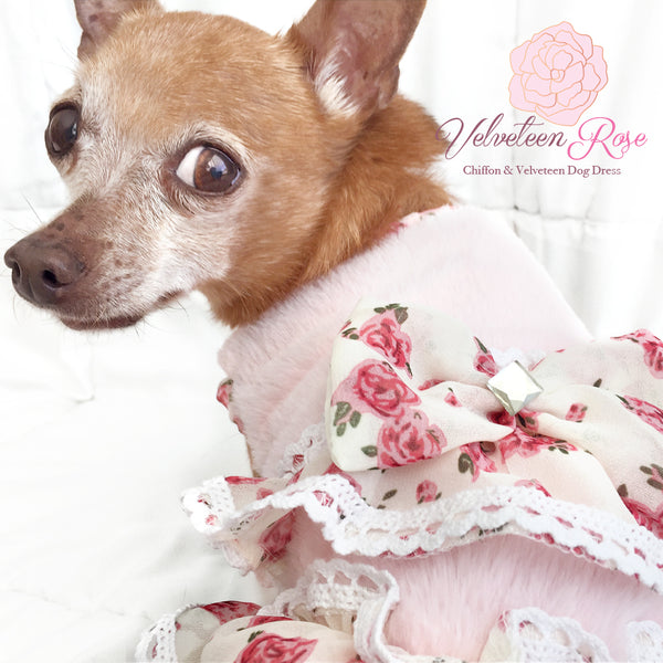 Velveteen Rose Chiffon Ruffled Dog Dress