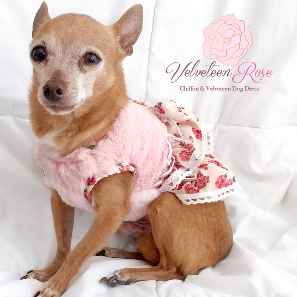 Velveteen Rose Chiffon Ruffled Dog Dress